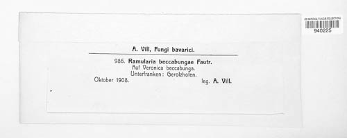 Ramularia beccabungae image